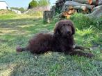 Bordoodle Puberpups - Chocolat (BordercolliexPoedel)