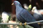 Olijfduiven, Dieren en Toebehoren, Vogels | Duiven