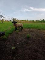 Suffolk ramlam, Dieren en Toebehoren, Schapen, Geiten en Varkens, Mannelijk, Schaap, 0 tot 2 jaar