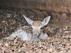 3 damhertjes zie foto in bjilage van 3 dagen oud ., Dieren en Toebehoren, Overige Dieren