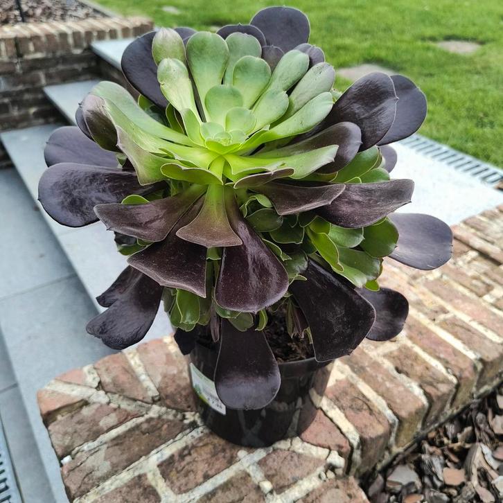 Aeonium arboreum plant, Tuin en Terras, Planten | Tuinplanten, Ophalen of Verzenden