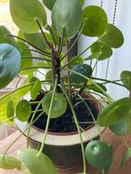 Grote pannenkoeken plant, Ophalen