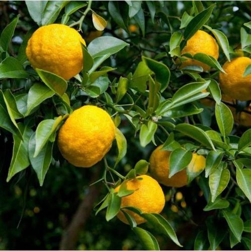 Yuzu - Citrus junos  - 5 graines, Tuin en Terras, Bloembollen en Zaden, Zaad, Voorjaar, Volle zon, Verzenden