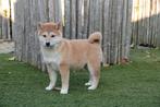 Prachtige shiba inu pups, België, Overige rassen, CDV (hondenziekte), 8 tot 15 weken