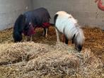 Miniatuur paardjes tekoop, Dieren en Toebehoren, Paarden, Gechipt, 0 tot 2 jaar, Hengst, Onbeleerd