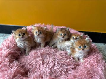 Brits langhaar black golden shaded kittens beschikbaar voor biedingen