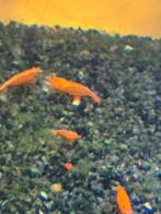 Orange sunkist garnalen, Homard, Crabe ou Crevette