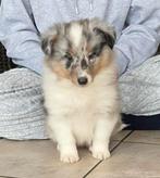 Shetland sheepdog scheltie FCI stamboom, Particulier, Reu, CDV (hondenziekte), 8 tot 15 weken