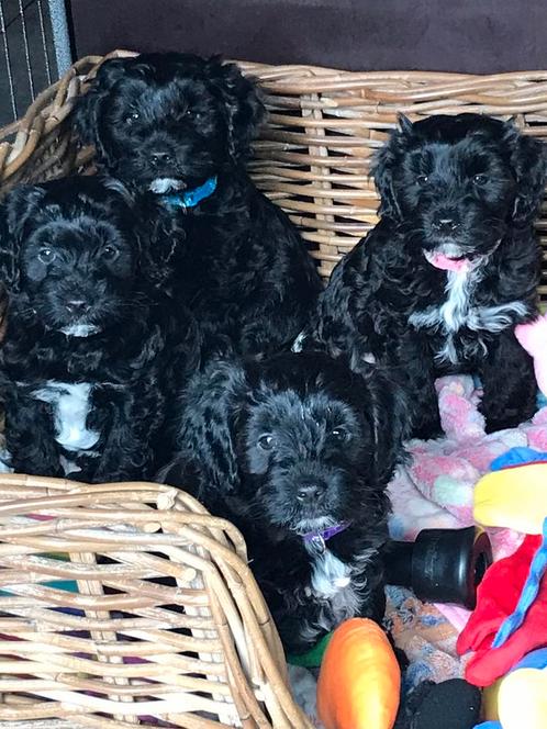 Tibetoodles Ttoodles, Dieren en Toebehoren, Honden | Chihuahua's en Gezelschapshonden, Meerdere dieren, Poedel, Fokker | Hobbymatig