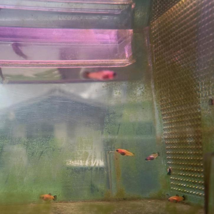 Platy mix 7 weken (Red Wagtail, Panda & Red Panda), Dieren en Toebehoren, Vissen | Aquariumvissen, Zoetwatervis, Vis