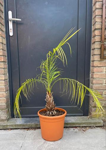 Phoenix Roebelenii, Enlèvement, Été, Palmier