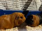 2 mannelijke cavia’s met grote kooi en accessoires, Dieren en Toebehoren, Knaagdieren, Oktober, Mannelijk, Cavia