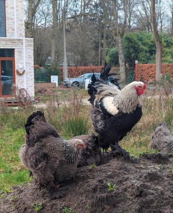 Brahma Zilverpatrijs broedeieren  beschikbaar voor biedingen