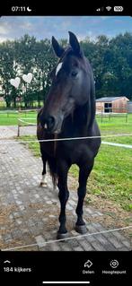 Super lieve kwpn fokmerrie/wandelpaard Hamlet x Nimmerdor, Dieren en Toebehoren, Paarden