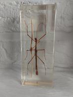 Entomologische insecten, Verzamelen, Ophalen of Verzenden, Nieuw, Insect, Overige typen