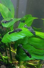 Zwarte ancistrus dolichopterus 3.5cm-4cm zoeken nieuwe thuis