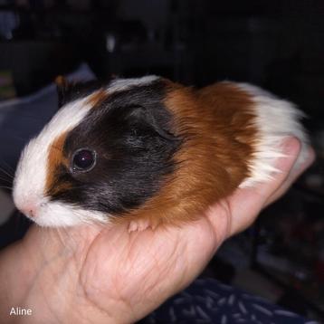 Gratis 3 cavia mannetjes beschikbaar voor biedingen