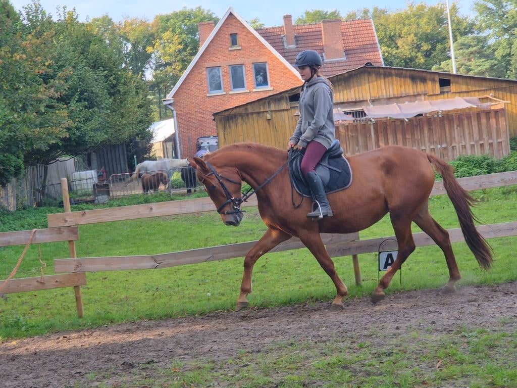 Drachtige merrie, Dieren en Toebehoren, Paarden, Hengst