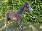 Welsh A-pony hengst, Hengst