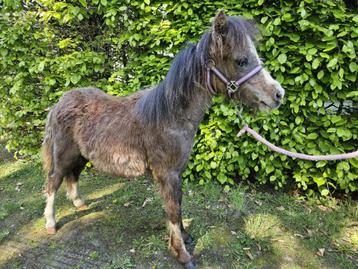 Welsh A-pony hengst, Étalon