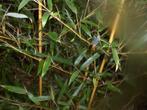 Bamboe Phyllostachys aureosulcata Aureocaulis, Vaste plant, Overige soorten, Ophalen
