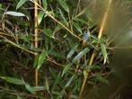Bamboe Phyllostachys aureosulcata Aureocaulis, Tuin en Terras, Vaste plant, Overige soorten, Ophalen