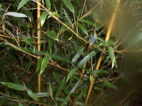 Bamboe Phyllostachys aureosulcata Aureocaulis, Tuin en Terras, Planten | Tuinplanten, Vaste plant, Overige soorten, Ophalen