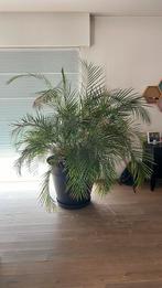 Palm-17 jaar oud-met pot (diameter 65 cm), Huis en Inrichting, Kamerplanten, Ophalen