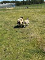 Zwart bles ooi+ lam, baggerbonte ooi+ lam, Dieren en Toebehoren, Schapen, Geiten en Varkens, Meerdere dieren, Schaap, 0 tot 2 jaar