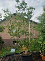 Juglans regia walnoot, Tuin en Terras, Ophalen