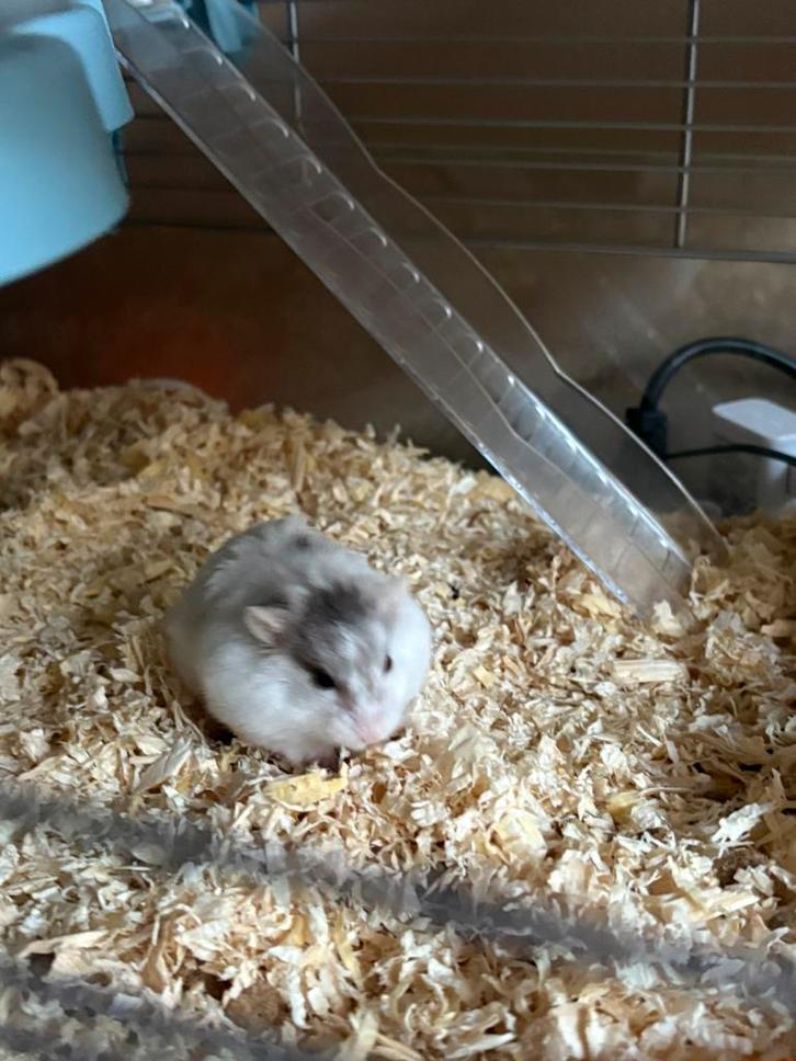 Hamster meisje kleur wit grijse plekjes, Dieren en Toebehoren, Knaagdieren, Vrouwelijk, Hamster, Augustus, Tam