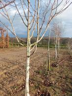 Witte berk ( Betula utilis), Tuin en Terras, Overige soorten, Lente, 250 tot 400 cm, Ophalen