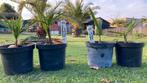 Trachycarpus Wagnerianus x princeps, Ophalen