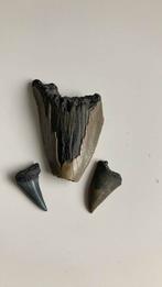 1 megalodon tand en twee haaientanden, Verzamelen, Mineralen en Fossielen, Ophalen