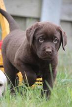Labrador, België, CDV (hondenziekte), 8 tot 15 weken, Teef