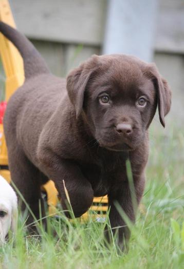 Labrador  beschikbaar voor biedingen