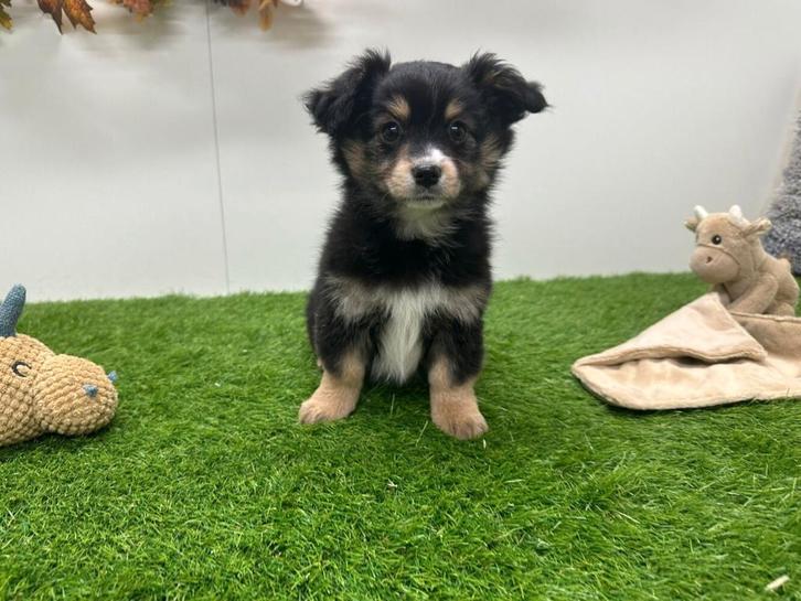 Kruising Australische Herder pups, Dieren en Toebehoren, Honden | Niet-rashonden, Meerdere dieren, Fokker | Professioneel, Meerdere