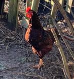 Jonge haantjes, Dieren en Toebehoren