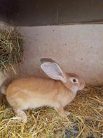 Jongen gele vlaamse reus tiien weken ram 15 euro, Dieren en Toebehoren, Konijnen