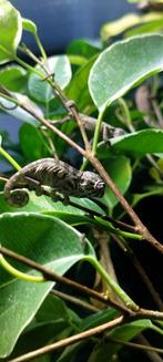 Kameleon pardalis ambilobe, Hagedis, 0 tot 2 jaar