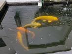 4 Japanse Koi's, 2 goudvissen en toebehoren, Karper of Koi