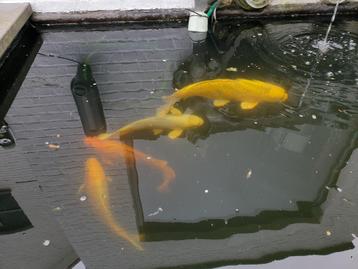 4 Japanse Koi's, 2 goudvissen en toebehoren beschikbaar voor biedingen