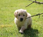 Golden retriever pup, Dieren en Toebehoren, Golden retriever, Teef, 8 tot 15 weken, België