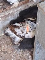 Cochin Kriel, Dieren en Toebehoren, Pluimvee, Meerdere dieren, Kip