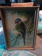 Een schilderij dat een 'loriquet'-papegaai voorstelt, Ophalen