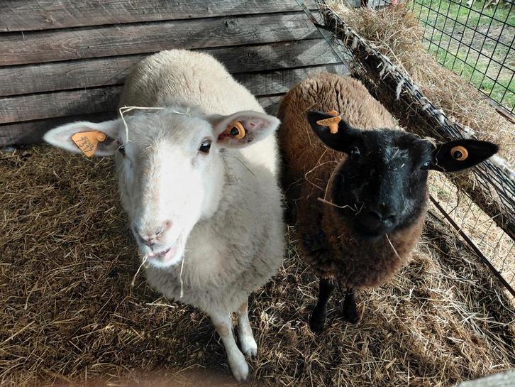 ooilammeren, Dieren en Toebehoren, Schapen, Geiten en Varkens, Schaap, Vrouwelijk