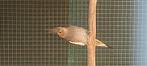 Vogels, Geslacht onbekend