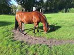 D-ponny, Dieren en Toebehoren, Pony's, Gechipt, Ruin, Zadelmak, 11 jaar of ouder