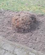 Siergrassen 2 pollen - Gratis -, Jardin & Terrasse, Plantes | Jardin, Enlèvement
