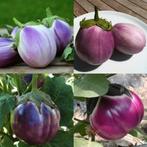 Aubergine Rotonda Bianca Sfumata Di Rosa, Tuin en Terras, Ophalen of Verzenden